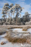 Boswachterij Ommen