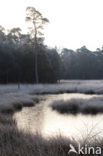 Boswachterij Ommen