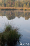 Boswachterij Staphorst