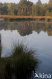 Boswachterij Staphorst