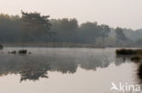 Boswachterij Staphorst