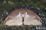 Box Crab (Calappa calappa)
