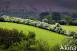 Brecon Beacons National Park