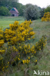 Broom (Cytisus scoparius)