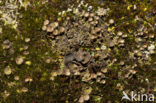 Bruin bekermos (Cladonia grayi)