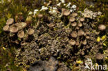 Bruin bekermos (Cladonia grayi)