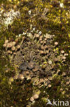 Bruin bekermos (Cladonia grayi)