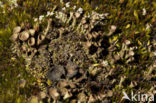 Bruin bekermos (Cladonia grayi)