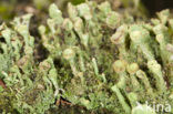 Bruin bekermos (Cladonia grayi)