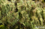 Bruin bekermos (Cladonia grayi)