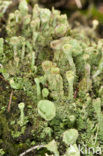 Bruin bekermos (Cladonia grayi)