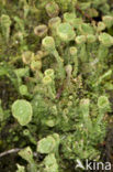 Bruin bekermos (Cladonia grayi)