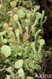 Bruin bekermos (Cladonia grayi)