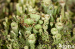 Bruin bekermos (Cladonia grayi)