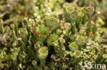 Bruin bekermos (Cladonia grayi)