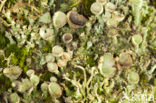 Bruin bekermos (Cladonia grayi)