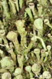 Bruin bekermos (Cladonia grayi)