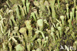 Bruin bekermos (Cladonia grayi)