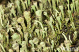 Bruin bekermos (Cladonia grayi)