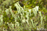 Bruin bekermos (Cladonia grayi)