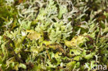 Bruin bekermos (Cladonia grayi)