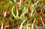 Bruin heidestaartje (Cladonia glauca)