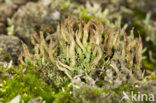 Bruin heidestaartje (Cladonia glauca)
