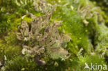 Bruin heidestaartje (Cladonia glauca)