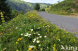 Cantal