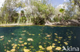 Car Wash Cenote