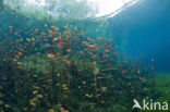 Car Wash Cenote