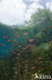 Car Wash Cenote