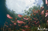 Car Wash Cenote