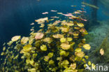 Car Wash Cenote