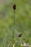 Carex foetida