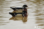Wood duck (Aix sponsa)