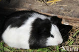 guinea pig (Cavia porcellus)