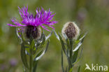 Centaurea uniflora