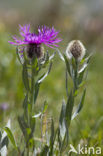 Centaurea uniflora