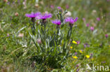 Centaurea uniflora