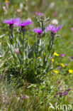 Centaurea uniflora