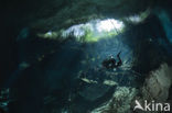 Chac Mool cenote