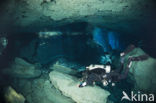 Chac Mool cenote