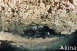 Chac Mool cenote