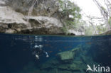 Chac Mool cenote