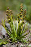 Chamorchis alpina