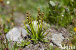 Chamorchis alpina