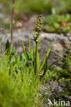 Chamorchis alpina