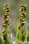 Chamorchis alpina