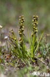 Chamorchis alpina